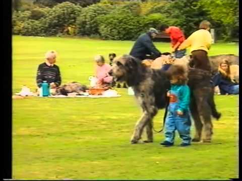 IRISH WOLFHOUND