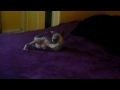 Chaton Sphynx qui joue avec une paille