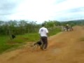 Pastor Alem�o