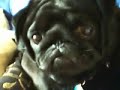 Re: Charles Has A Licking Problem Re: Charles Has A Licking Problem