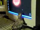 Birdie Eats Mouse Birdie Eats Mouse