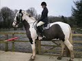 Me and my Horseys Me and my Horseys