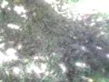 Kobra bosanska..bosnicus cobrealis