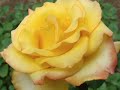 AS ROSAS N�O FALAM  com sax de Leo Gandelman