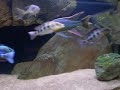 Champsochromis caeruleus "Thola" Predator Tank