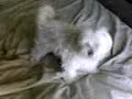My Maltese Natasha