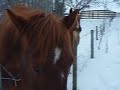 Horses And Cats!