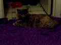 Gracie my foster