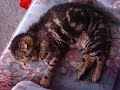 Kitty Cat Dance