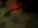 Thumper being a pain at night