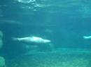 Aquario na Australia 