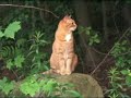 Pekoe: Tree-climbing Forest Cat