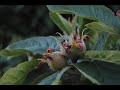 An introduction to permaculture design principles featuring a stunning, abundant food forest designed by Erik Ohlsen of Permaculture Artisans permacultureartisans.com. Erik teaches with Earth Activist Training earthactivisttraining.org. Video by Starhawk
