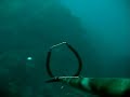 Pesca submarina. Abadejo por paulasub