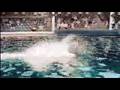 Dolphin Trainer
