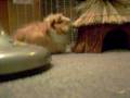 cute guinea pig eating his house