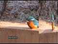 Matín Pescador ( Alcedo atthis ) Matín Pescador ( Alcedo atthis )