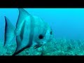 GoPro : SCUBA Antigua 2012 - YouTube