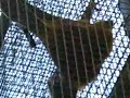 Chauves Souris fuiti�res g�antes