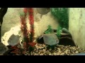Plywood/Drylok Fish Tank