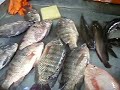 Live Snakehead at Fish Market Chiang Mai Thailand, Channidae