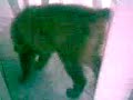 chow chow cleaopatra- terminando de ba�arse
