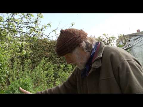 how to grow purple sprouting broccoli uk
