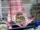Pet rat boggling