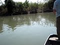 Botos no Rio Cristalino Botos no Rio Cristalino