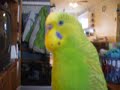 Chef! ma perruche qui parle (Talking Budgie)