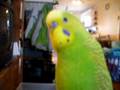 Chef! ma perruche qui parle (Talking Budgie)