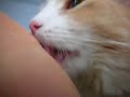 My cat Iggy licking my hands