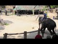 Elephant football