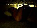 Panda Hibernating