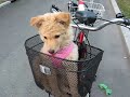 Mudi Muru - driving a bike Mudi Muru - driving a bike