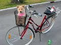 Mudi Muru - driving a bike