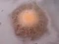She Sells Sea Shells Fizzy Foamy Bath Bomb Melt Fantasy Bath She Sells Sea Shells Fizzy Foamy Bath Bomb Melt Fantasy Bath