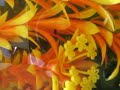 Marigold Platy Babies