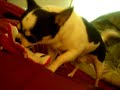 dont tease a doberman