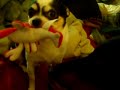 dont tease a doberman