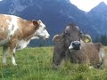 Val Visdende(BL) Animali al libero pascolo