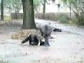 Areobik po Polsku