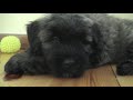 Bouvier des Flandres-Lavina Bouvier des Flandres-Lavina
