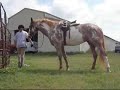 Travlers Jolee - gorgeous, quiet, young mare