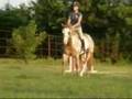 Travlers Jolee - gorgeous, quiet, young mare