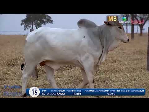 2 DE OLHO NA FAZENDA NELORE BIRIGUI