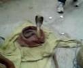 SNAKE FIST WITH SUKHDEEP SNAKE FIST WITH SUKHDEEP