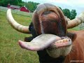 Ugly strange animals --- animale ciudate