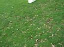 Sharin and Serena in the park with squirells..