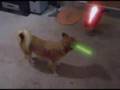 Star Wars - Jedi Dog - The Puppy Menace